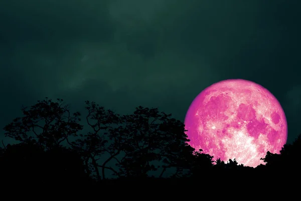 Luna Llena Color Rosa Atrás Silueta Hojas Árbol Cielo Nocturno — Foto de Stock