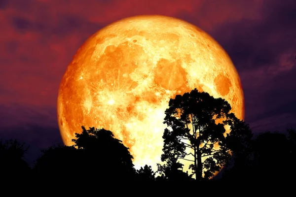 Rood Bloed Maan Terug Silhouet Boom Rode Nachthemel Elementen Van — Stockfoto