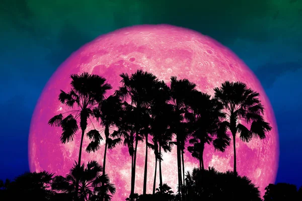 Super Volledige Roze Maan Terug Silhouet Hoge Palm Donkere Nachtelijke — Stockfoto