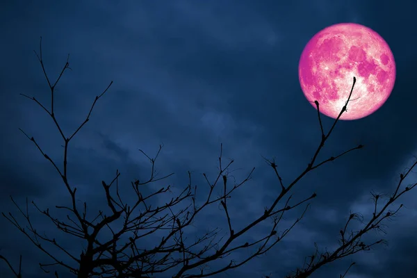 Super Rosa Luna Atrás Silueta Rama Seco Árbol Noche Nube — Foto de Stock