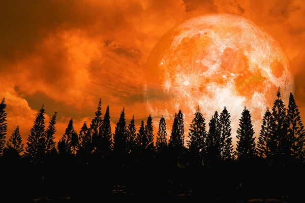 Σούπερ Πορτοκαλί Φεγγάρι Πίσω Σιλουέτα Υψηλής Πεύκο Σκούρο Κόκκινο Πορτοκαλί — Φωτογραφία Αρχείου