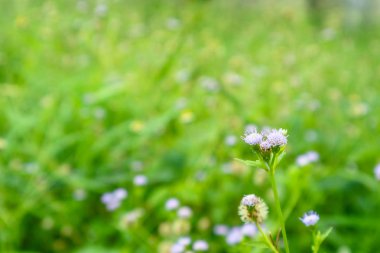 Siam ot, özellikleri güçlendirilmesi. Yorgunluk gidermek, susuzluk rahatlatmak, ateş, rahatlatmak tedavi ateş, karın ağrısı. Karın ağrısı