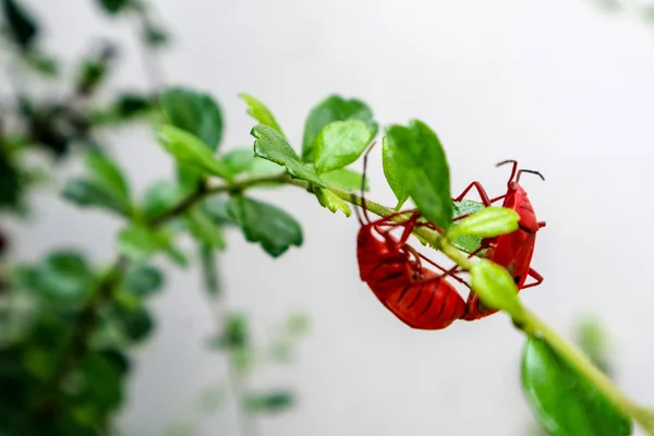 Giant Red Bug Insects Climbing Flowers Blooming Weeds Rain Dew — Stock Photo, Image