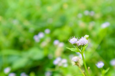 Siam ot, özellikleri güçlendirilmesi. Yorgunluk gidermek, susuzluk rahatlatmak, ateş, rahatlatmak tedavi ateş, karın ağrısı. Karın ağrısı
