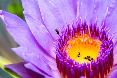 Lotus çiçekleri ve böcekler lotus aşağı çekmek için su. Tuzak bazı böcekler var. Ve lotus die
