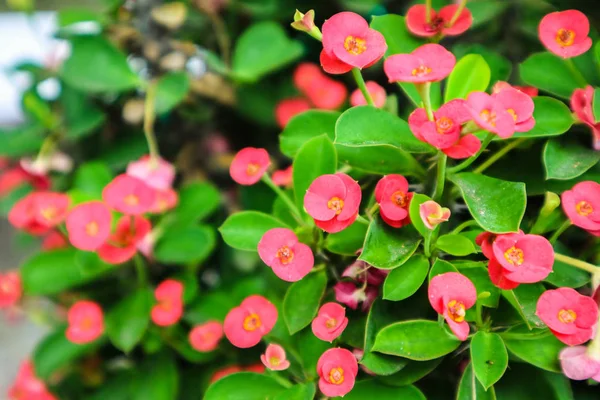 Crown of Thorns, Christ Thorn Found in tropical countries. There are more than 300 species of plants in the genus Euphorbia