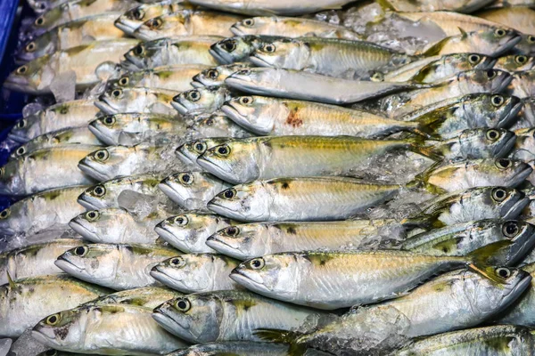 Fresh mackerel is placed in a row on the refrigerated panel. For customers to buy food