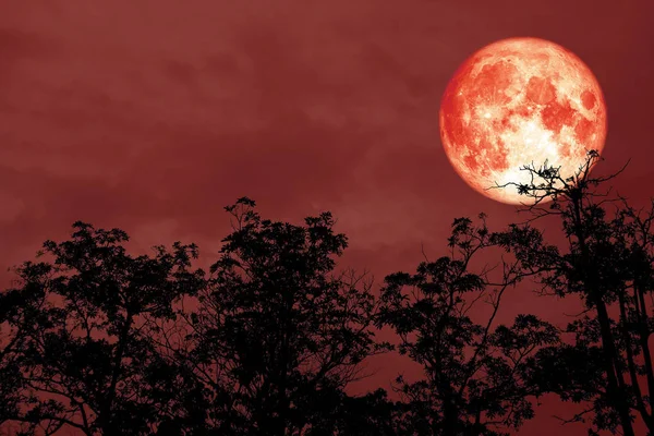 Rojo Sangre Luna Espalda Silueta Árbol Noche Rojo Cielo Elementos — Foto de Stock