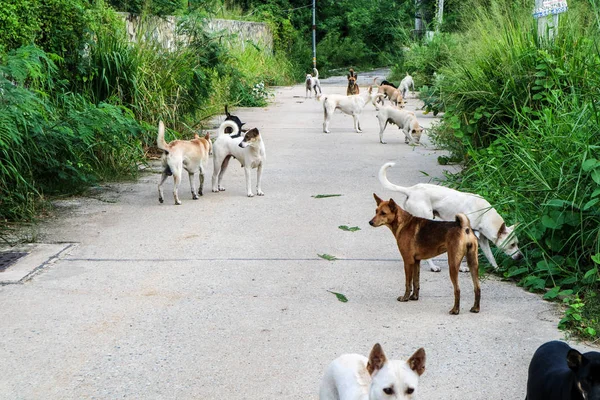 Los Perros Callejeros Esperan Comida Gente Que Pasado Por Desierto — Foto de Stock