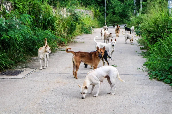 Los Perros Callejeros Esperan Comida Gente Que Pasado Por Desierto — Foto de Stock