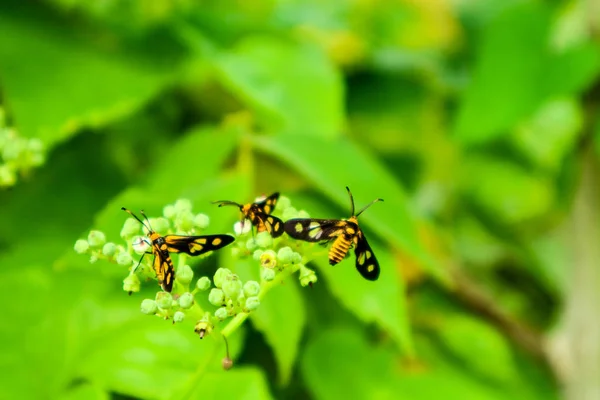 Tiger Grass Borer Looking Sweet Nectar Its Legs Mustache Protruding — Stock Photo, Image