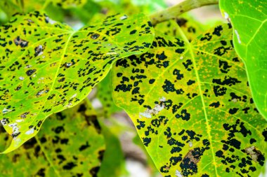 Leaf blight with grey centre and with brown border occur in large number in nursery or on young plants in the field clipart