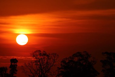 Sunset akşam gökyüzü üzerinde şube ağaç siluet sırt yere
