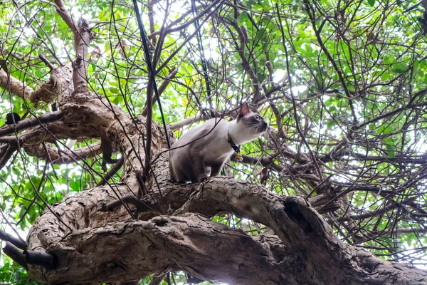 Cat caught on the tree. Need help because the tree is so overwhelming it will climb down