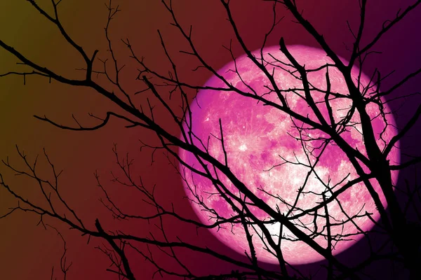 Bulan Merah Muda Mengapung Langit Dalam Bayang Bayang Tangan Cabang — Stok Foto