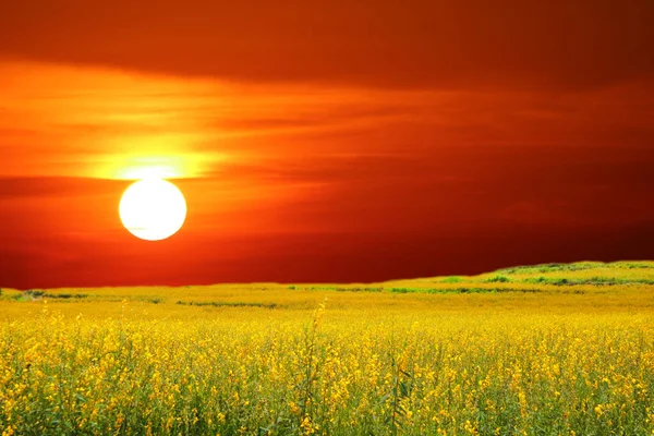 Sonnenhanf Feld Tal Und Der Sonnenuntergang Und Die Farbe Himmel — Stockfoto