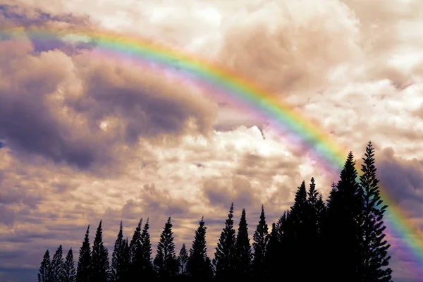 Arcobaleno Cielo Colorato Nuvole Galleggiano Sulla Cima Pini Silhouette — Foto Stock