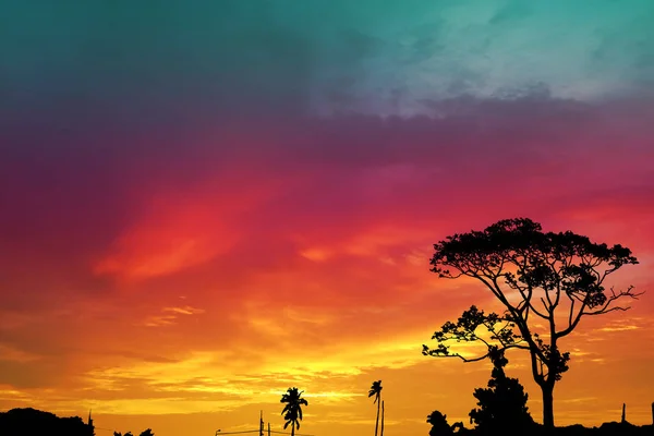Sunset Back Silhouette Branch Tree Evening Sky See Ocean — Stock Photo, Image