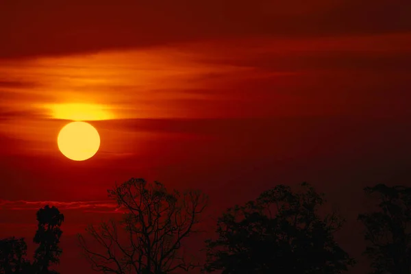 sunset back over silhouette branch tree  on evening sky