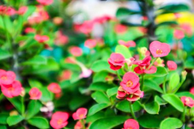 Dikenli, Thorn İsa bulundu tropikal ülkelerde taç. Bitkilerin cins olan 300'den fazla türü vardır