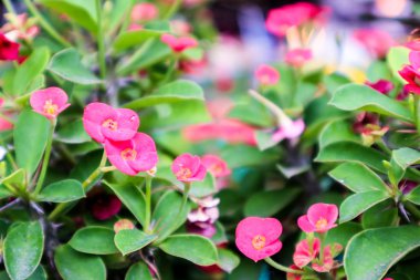 Dikenli, Thorn İsa bulundu tropikal ülkelerde taç. Bitkilerin cins olan 300'den fazla türü vardır