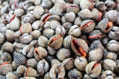 Taze Cockle buzdolabında panelindeki üst üste yerleştirilir. Müşteriler için çiğ gıda satın almak