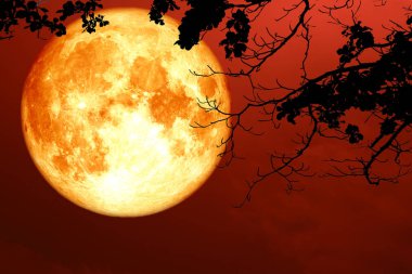 Süper tam kanlı ay siluet dal kuru ağaç, Nasa tarafından döşenmiş bu görüntü unsurları yukarıda gökyüzünde yüzen