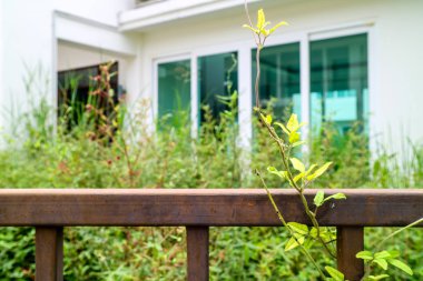 Yabani ot ot ve üzüm terk edilmiş evleri ile çevrili