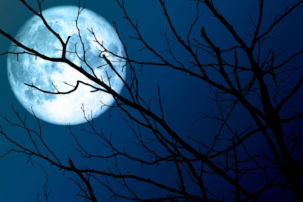 Full blue moon floats on the sky in the shadow of the hands of dried branches, Elements of this image furnished by NASA