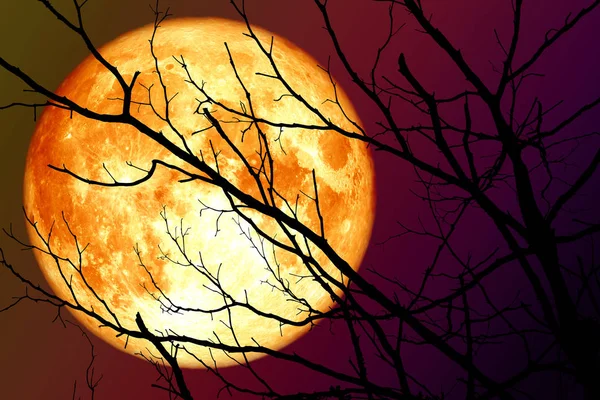 Bulan Super Darah Mengapung Langit Dalam Bayangan Tangan Cabang Cabang — Stok Foto