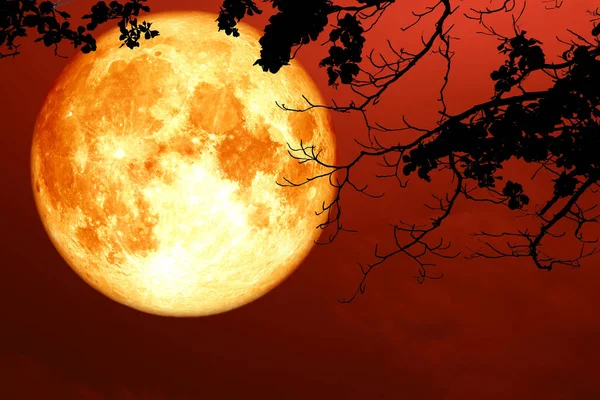 Süper tam kanlı ay siluet dal kuru ağaç, Nasa tarafından döşenmiş bu görüntü unsurları yukarıda gökyüzünde yüzen