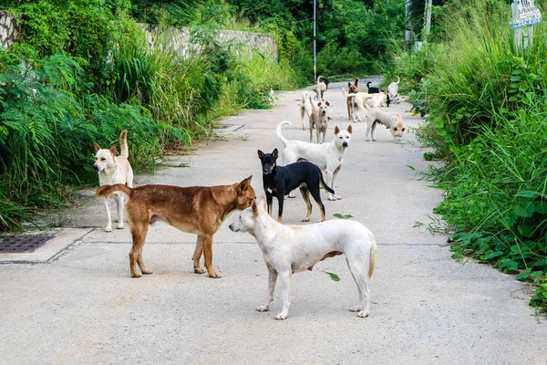 The stray dogs are waiting for food from the people who have passed through the wilderness