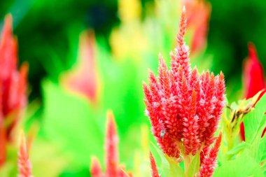 Celosia çiçek buketi çiçek bahçesinde yaz aylarında 's.