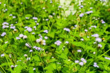 Siam ot, özellikleri güçlendirilmesi. Yorgunluk gidermek, susuzluk rahatlatmak, ateş, rahatlatmak tedavi ateş, karın ağrısı. Karın ağrısı