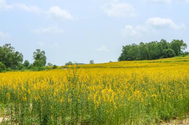 sunhemp Vadisi'nde, toprak verimliliği artırmak için dengeli. Ne zaman büyümüş, taze gübre yapmak sürülmüş. Başka bir bitki hazırlamak için