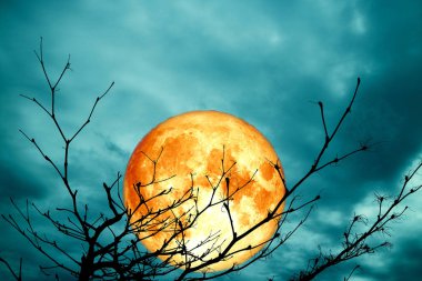 Süper kan ay geri siluet dal kuru ağaç gece mavi bulut, Nasa tarafından döşenmiş bu görüntü unsurları