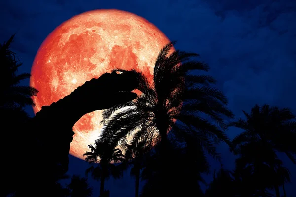 Luna Llena Sangre Atrás Silueta Dinosaurio Parque Rojo Cielo Nocturno — Foto de Stock