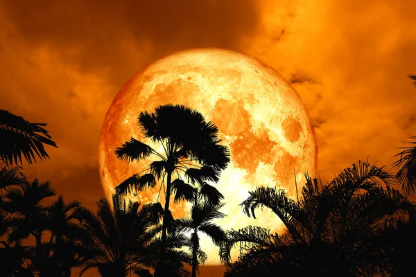 Super Blood Moon Terug Silhouet Oude Hoge Palm Tree Nachtelijke — Stockfoto