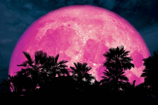 Super Roze Maan Terug Silhouet Oude Palm Donkere Nacht Wolk — Stockfoto