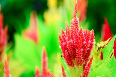 Celosia çiçek buketi çiçek bahçesinde yaz aylarında 's.