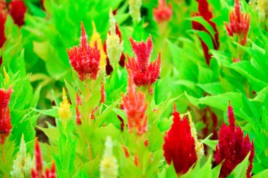 Celosia çiçek buketi çiçek bahçesinde yaz aylarında 's.