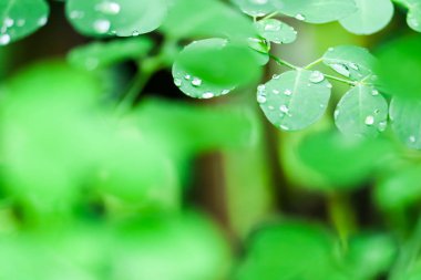 Çiğ bahçede bitkilerin yaprakları üzerinde yağışlı sezon sırasında bırakır. Ve bulanık arka plan