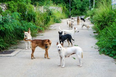 Başıboş köpekler vahşi geçmiş insanlardan yemek için bekliyor