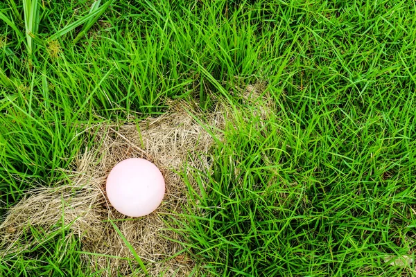 いくつかの動物の卵は 干し草に配置されます 母親が食べ物を見つけるに出ていた — ストック写真