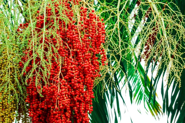 Färsk Palm Frön Gård Och Palm Tree Har Färgglada Palmfrukter — Stockfoto