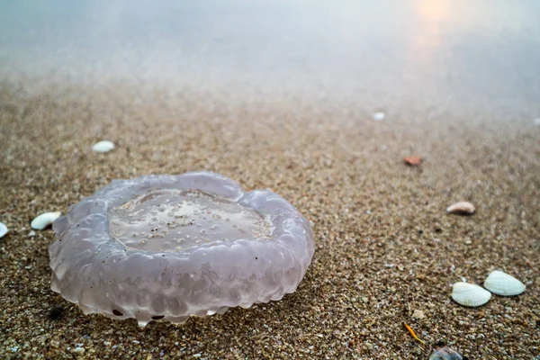 Jellyfish Cup Onda Emersa Sulla Spiaggia Causata Una Tempesta Nella — Foto Stock