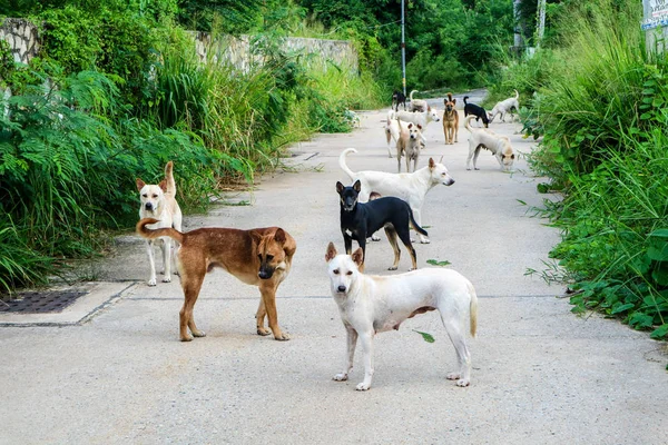 Los Perros Callejeros Esperan Comida Gente Que Pasado Por Desierto — Foto de Stock