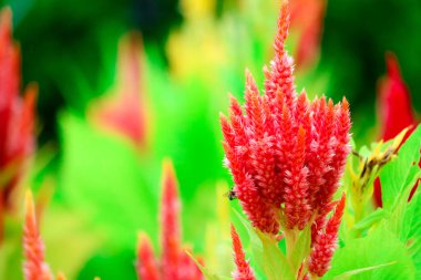 Celosia çiçek buketi çiçek bahçesinde yaz aylarında 's.