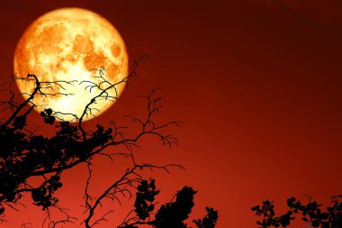 tam kanlı ay siluet dal kuru ağaç, Nasa tarafından döşenmiş bu görüntü unsurları yukarıda gökyüzünde yüzen