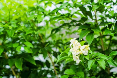 wrightia bileğinde bir tür aile Apocynaceae, ibadet tapınak ve pagoda için kullanılan bir bonsai bitki